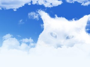 cat in heaven