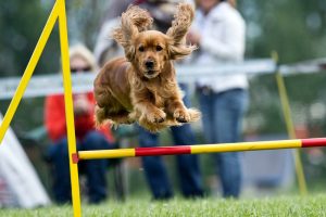 dog jumping agility course