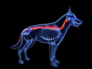 dog spinal column