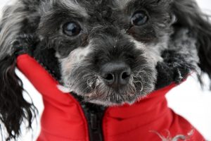 Miniature poodle