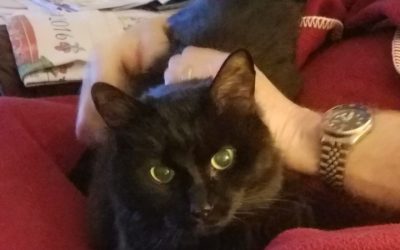Taking your cat on vacation? It can work!