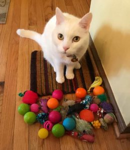 mac cat and his toys