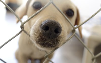 Before you take your dog to the shelter