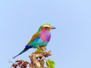 Lilac-breasted roller bird
