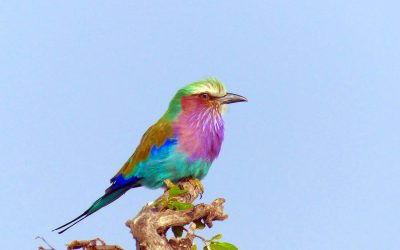 African Birds I Met in Malawi