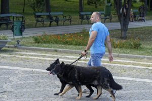 Man walking dogs