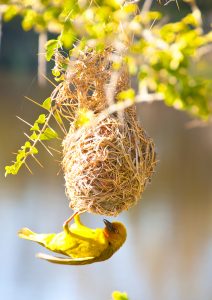 Village Weaver bird and next