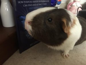 Guinea Pig Don Vito