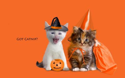 Ready for an animal ghost story?