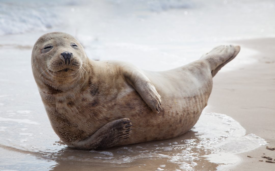 animals live in the present - seal on beach