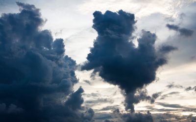 Making end of life decisions for your animal