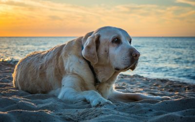 Adopting after losing our pet