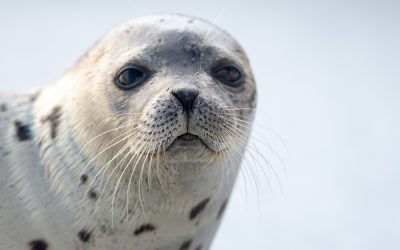 Do wild animals grieve?