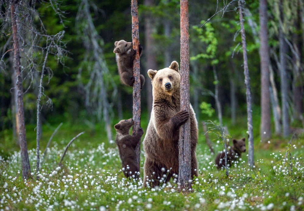 bear animal totem