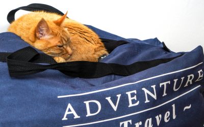 Nervous about leaving your pet while on vacation?