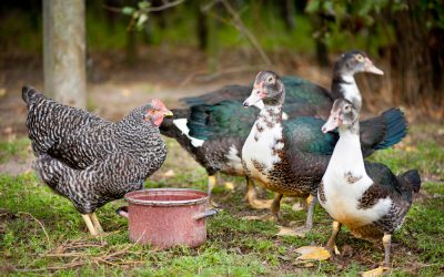 Animal communication is for the birds!