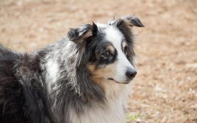 Her dog was diagnosed with cancer