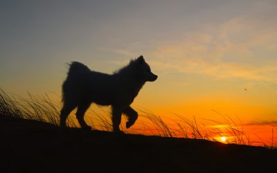 Why contact a deceased pet?