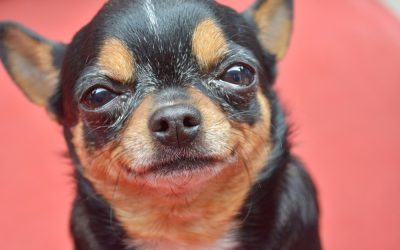 Can dogs’ spirits give advice?