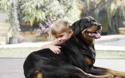 Four Wonderful Dog Books