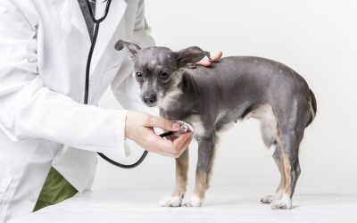 My dog has cancer and other awful diagnoses