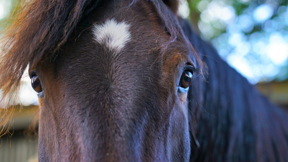 horse consult an animal communicator