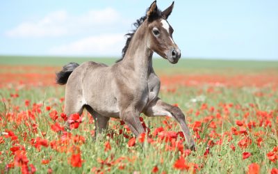 New Energy Healing Technique for Animals