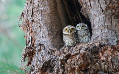 When saving wild animals gets in the way