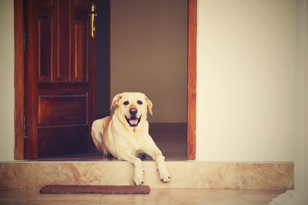 dogs know when their people are coming home