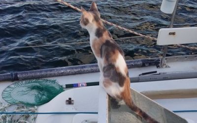 The Kitten Who Lives on a Boat
