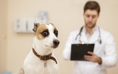 Pets nervous about a vet visit?