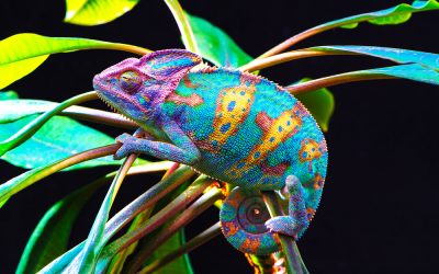 They’re not dumb animals