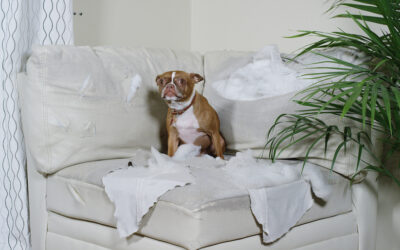 Forgiving & letting go for our animals’ sake