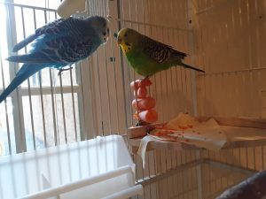 parakeets and carrots