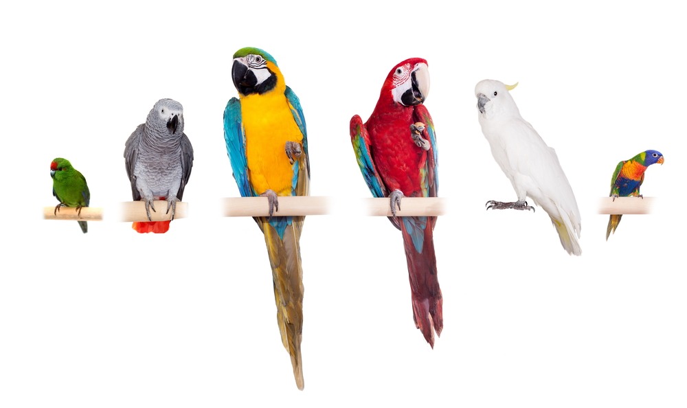 Parrots bird talk