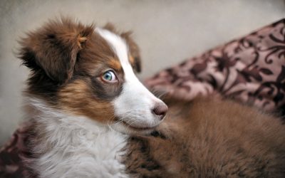 It’s my dogs’ fault I’m an animal communicator