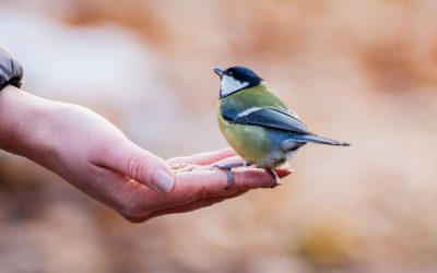 Nature Connections can deepen our spiritual life