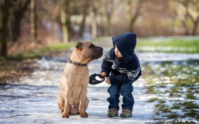 Strengthen Your Connection to Your Animals