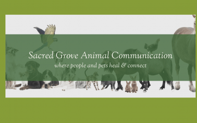 Animal Wellness Topics on my YouTube Channel