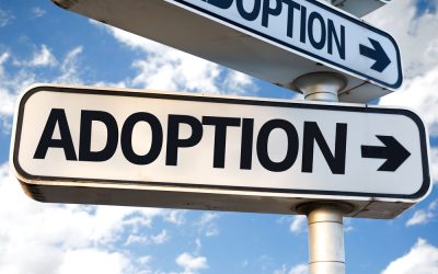 5 ways to choose your next animal companion