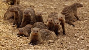 Mulberry Mongoose banded mongoose