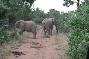 elephants walk by