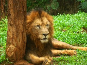 lion in garden