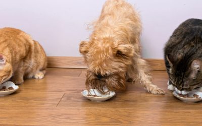 Healthy food for our animals