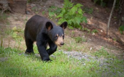 A turtle, a bear and a fox walk into a bar…