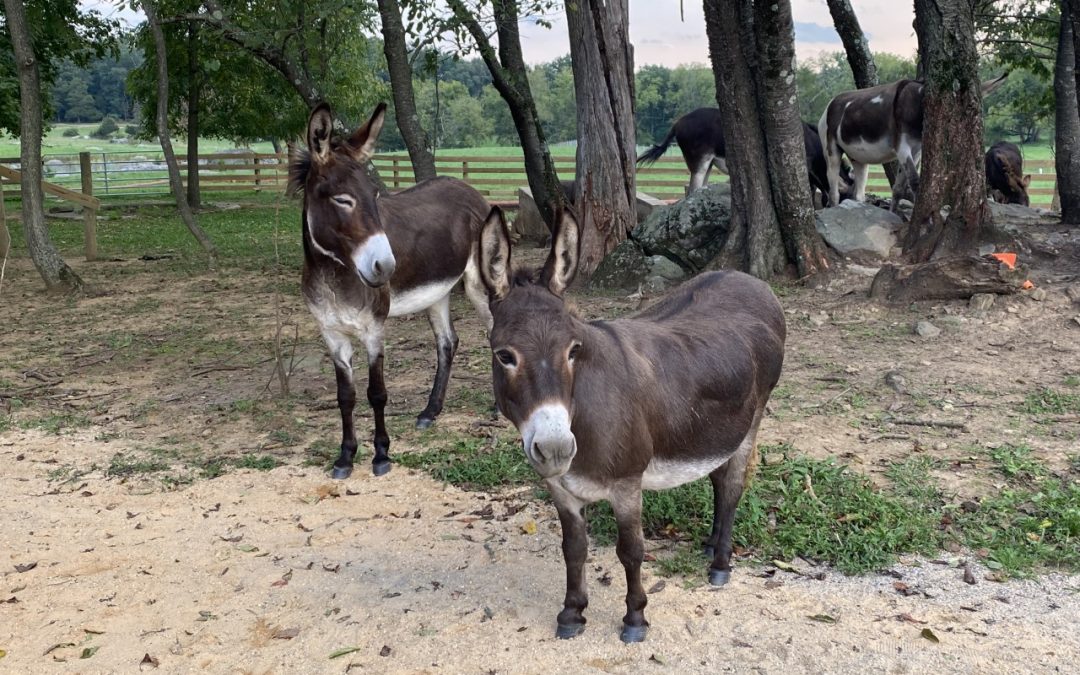 Little Longears Miniature Donkey Rescue