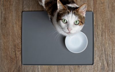 Truth About Pet Food Part 2