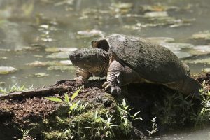 connection with a snapping turtle