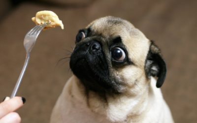 Animal communication is not hypnosis