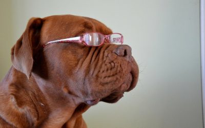 Do our animals hold onto the past?